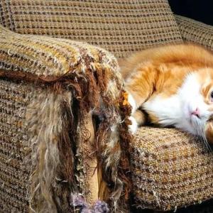 Когтеточка для кошек своими руками: спасаем мебель от пушистого проказника